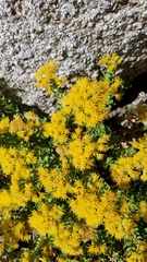 Ericameria cuneata cuneata