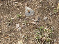 Timulla navasota coahuila