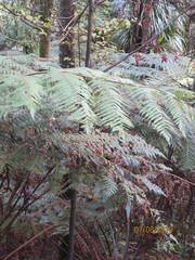 Phyllocladus trichomanoides