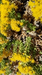 Ericameria cuneata cuneata