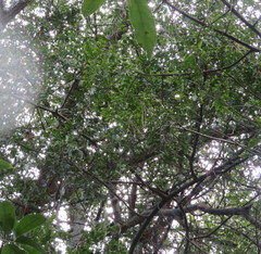 Phyllocladus trichomanoides