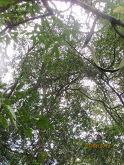 Phyllocladus trichomanoides