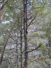 Phyllocladus trichomanoides