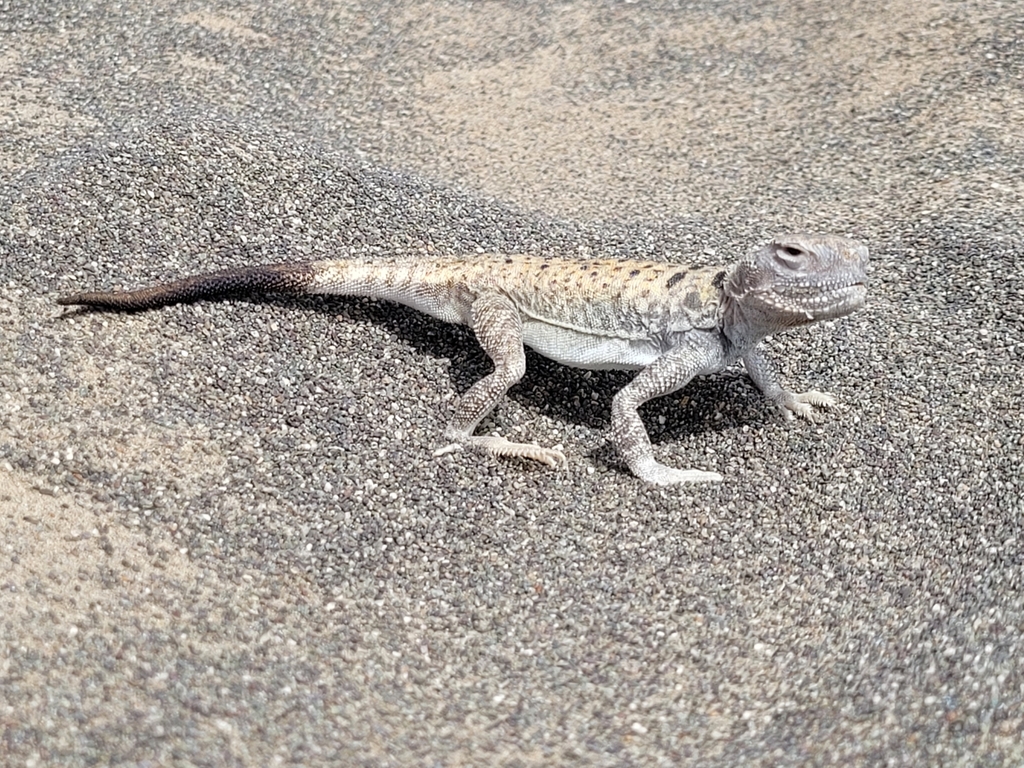 Alcock's Toad-Headed Agama