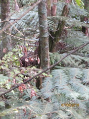 Phyllocladus trichomanoides