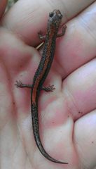 Plethodon angusticlavius