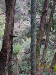 Phyllocladus trichomanoides