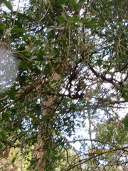 Phyllocladus trichomanoides