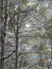 Phyllocladus trichomanoides