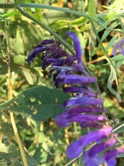 Vicia villosa