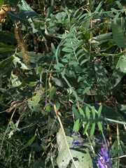 Vicia villosa
