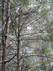 Phyllocladus trichomanoides