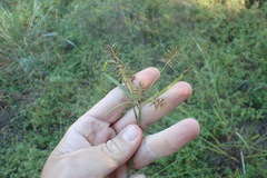 Cyperus pseudothyrsiflorus