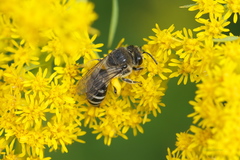 Colletes simulans armatus