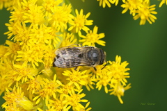 Colletes simulans armatus