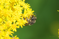 Colletes simulans armatus