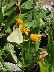 Colias meadii