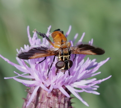 Galactomyia