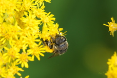 Colletes simulans armatus