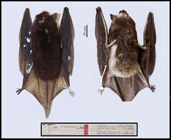 Black Myotis photo 1
