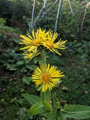 Inula helenium