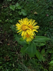 Inula helenium