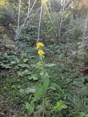 Inula helenium
