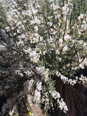 Cytisus filipes, photograph Juan Rodríguez, CC BY, iNaturalist via GBIF