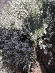 Cytisus filipes, photograph Juan Rodríguez, CC BY, iNaturalist via GBIF