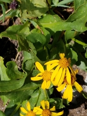 Senecio fremontii