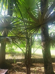 Coccothrinax boschiana
