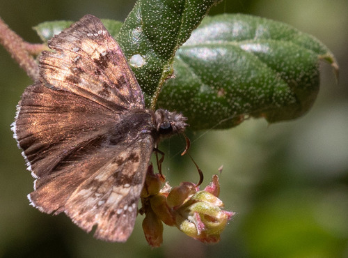iNaturalist observation photo of Mournful Duskywing