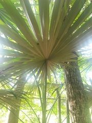 Coccothrinax boschiana