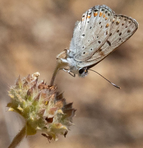 iNaturalist observation photo of Gorgon Copper