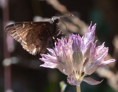 iNaturalist observation photo of Northern Cloudywing