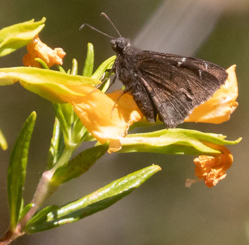 iNaturalist observation photo of Northern Cloudywing