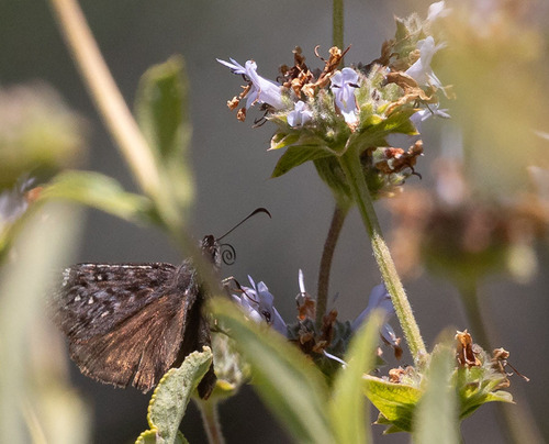 iNaturalist observation photo of Propertius Duskywing