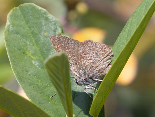 iNaturalist observation photo of Gold-hunter's Hairstreak