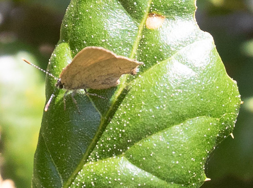 iNaturalist observation photo of Gold-hunter's Hairstreak