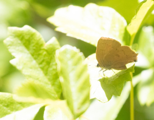 iNaturalist observation photo of Gold-hunter's Hairstreak