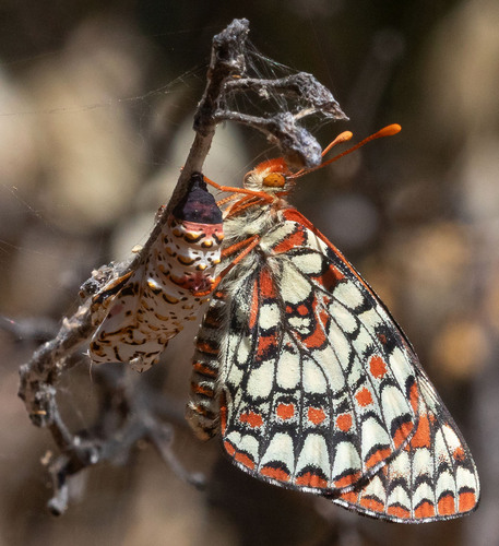 iNaturalist observation photo of Variable Checkerspot