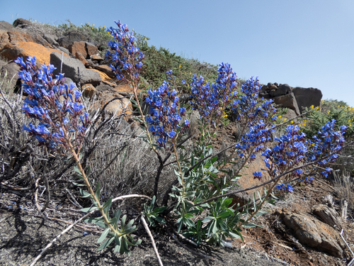 Echium thyrsiflorum