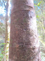 Phyllocladus trichomanoides