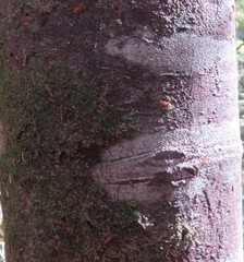 Phyllocladus trichomanoides