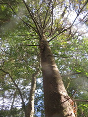 Phyllocladus trichomanoides