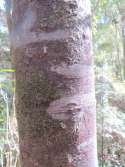 Phyllocladus trichomanoides