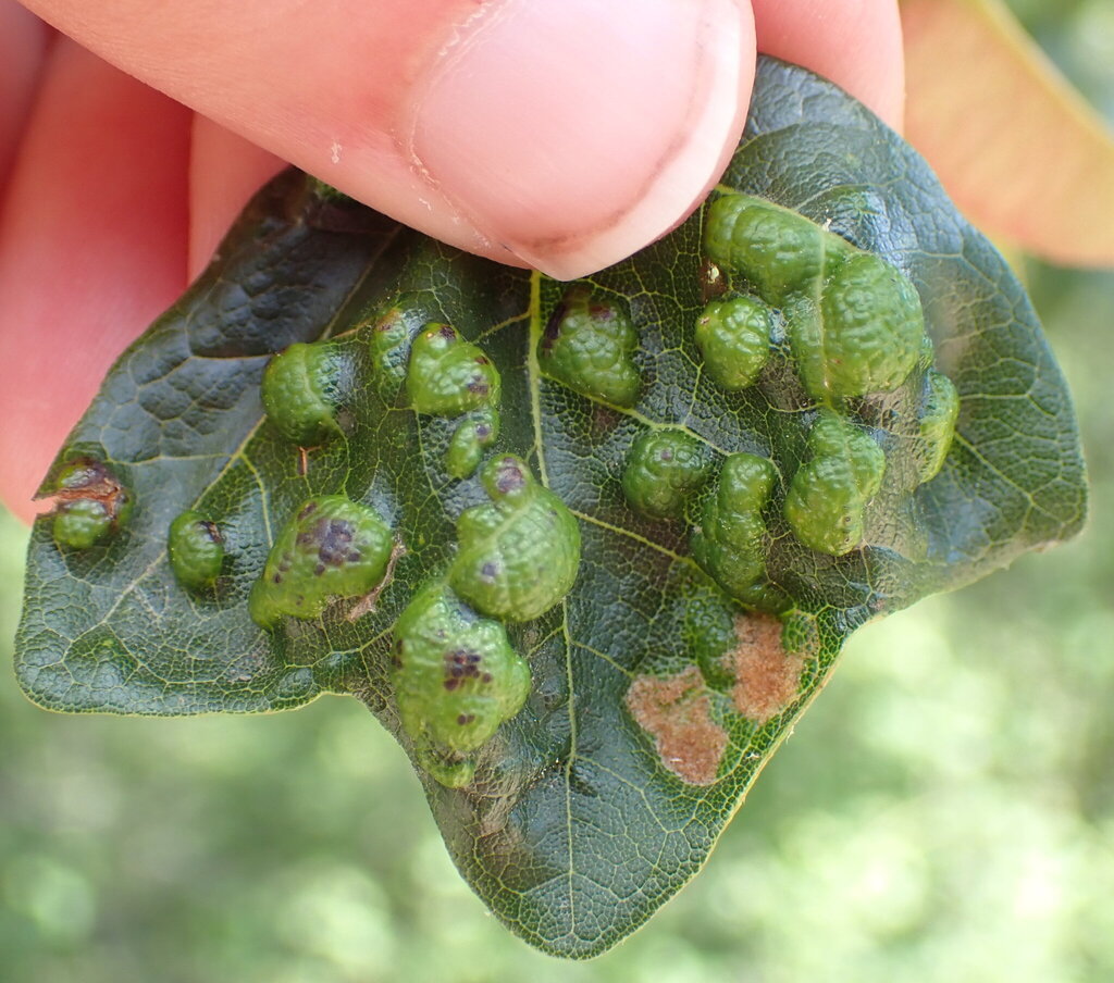 Aceria monspessulani