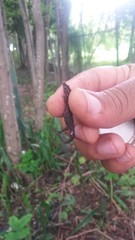 Sphaerodactylus difficilis