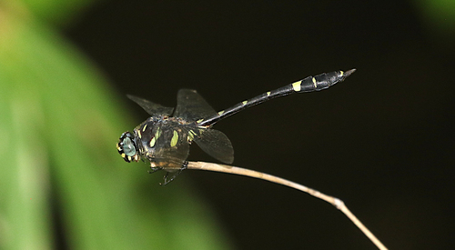 Gomphidictinus perakensis