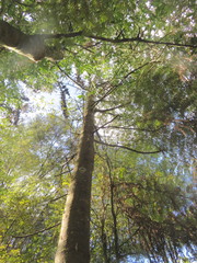 Phyllocladus trichomanoides